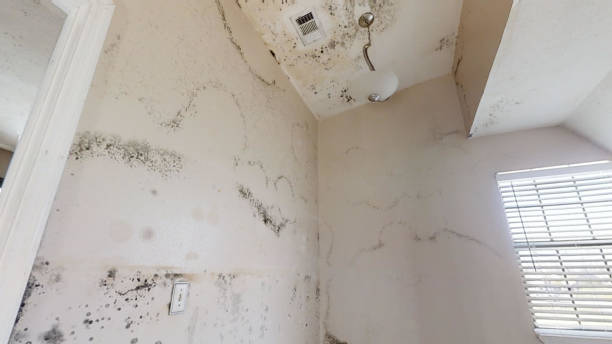 Forensic Mold Investigation in South Haven, IN