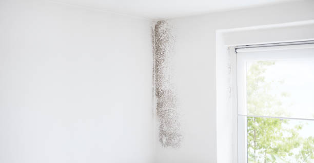 Best Mold Damage Restoration  in South Haven, IN