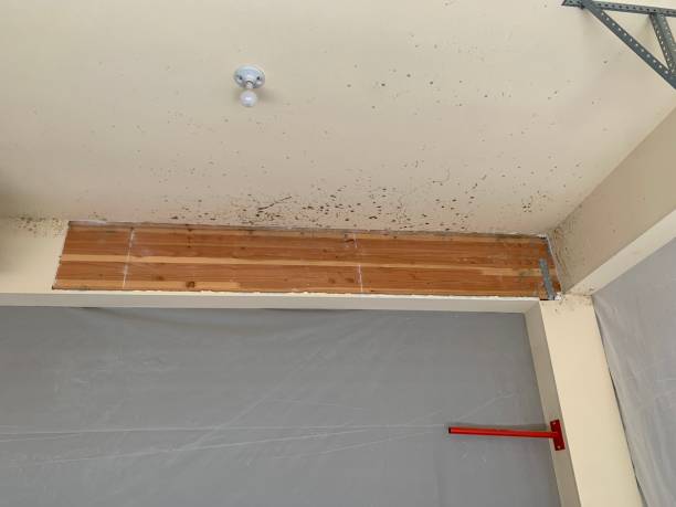 Best Comprehensive Air Testing for Mold Contaminants  in South Haven, IN