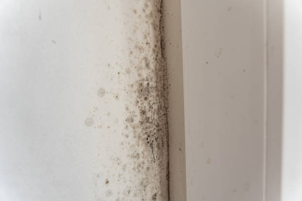 Best Dehumidification Services  in South Haven, IN